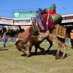 geleneksel kumluca deve güreşleri