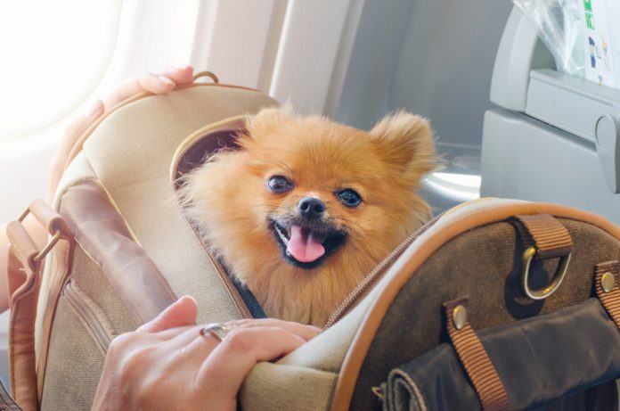 Uçakta Köpek Taşıma