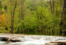 İğneada Longoz Ormanları Milli Parkı Nerede? İğneada’ya Nasıl Gidilir? İğneada, Kırklareli