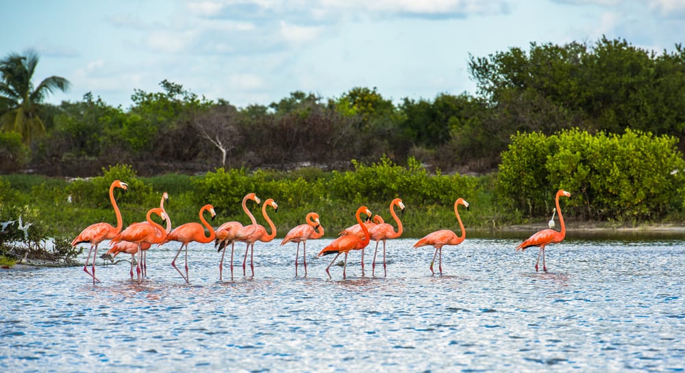 Los Coloradas flamingo