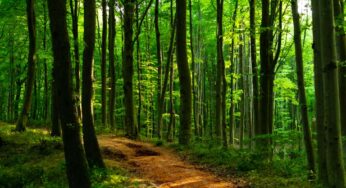 İstanbul’da Yeşil Bir Sığınak: Belgrad Ormanı Nerede? Belgrad Ormanı’na Nasıl Gidilir?