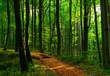 İstanbul’da Yeşil Bir Sığınak: Belgrad Ormanı Nerede? Belgrad Ormanı’na Nasıl Gidilir? Belgrad Ormanı