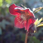 Cruickshank Botanic Garden’