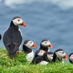 Faroe Adaları Puffinler