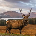 bridge of orchy