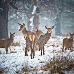 richmond park