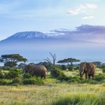 Kilimanjaro Dağı