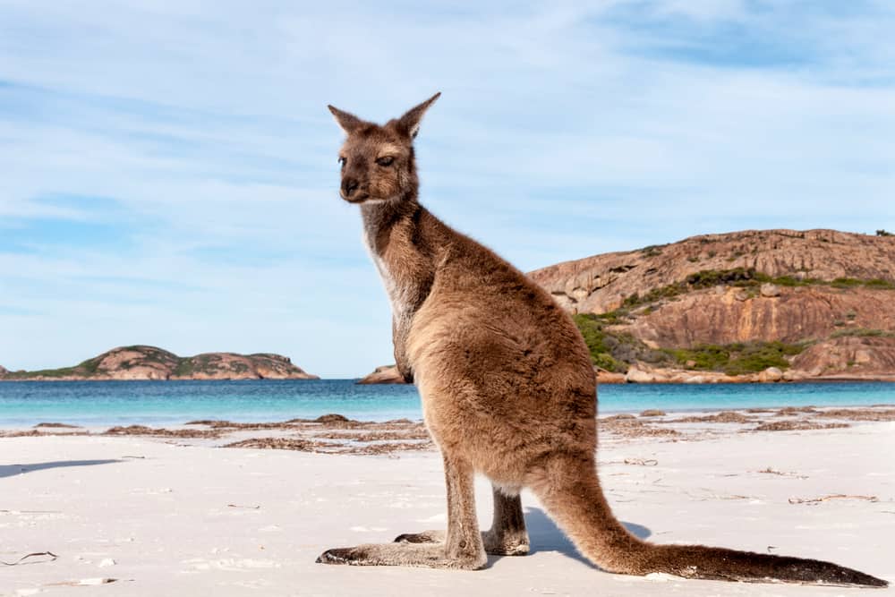 Avustralya Kanguru