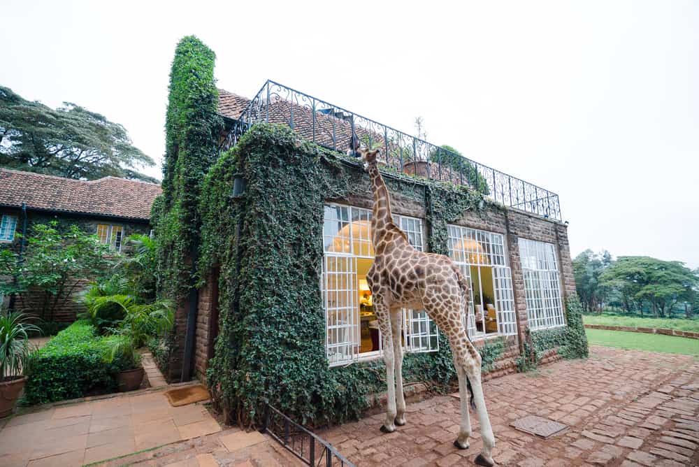 Giraffe Manor, Nairobi, Kenya