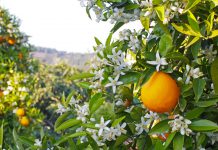 Adana Portakal Çiçeği Karnavalı (2022) Portakal