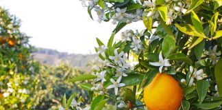 Adana Portakal Çiçeği Karnavalı (2022) Portakal