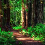 Redwood Ulusal Parkı, ABD