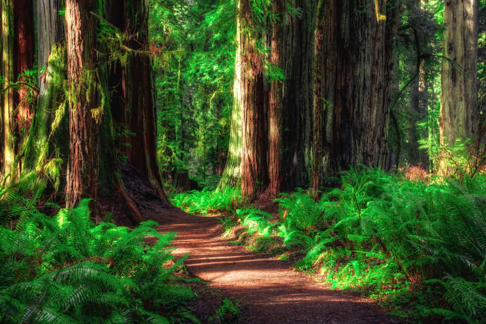 Redwood Ulusal Parkı, ABD