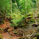 Puzzlewood, Coleford – İngiltere