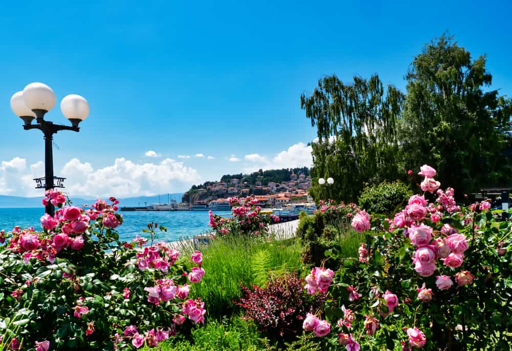 Ohrid Çiçekleri