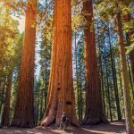 Redwood Ulusal Parkı, ABD