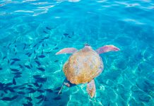 Kaş’ta Dalış Yapılacak 6 Yer Kaş Dalış