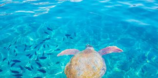 Kaş’ta Dalış Yapılacak 6 Yer Kaş Dalış