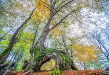 Kırklareli’nde Gezilecek Yerler Longoz Ormanları, Kırklareli