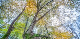 Kırklareli’nde Gezilecek Yerler Longoz Ormanları, Kırklareli