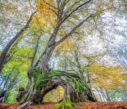 Kırklareli’nde Gezilecek Yerler Longoz Ormanları, Kırklareli
