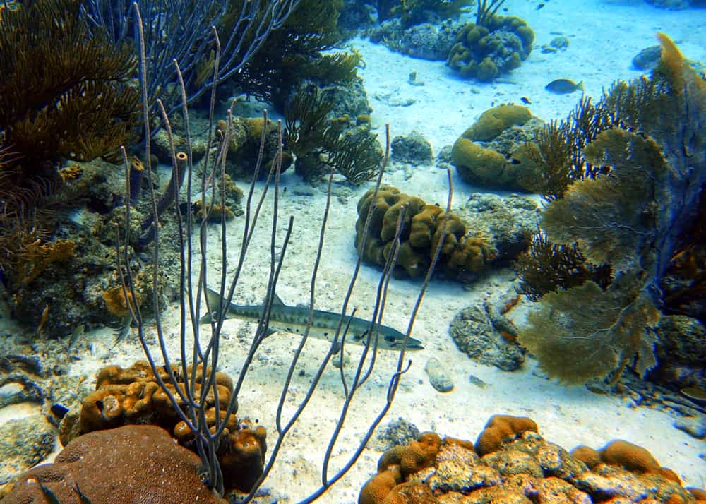 Barakuda Resifi (Dalyan Reef), Fethiye