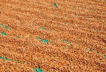 Ordu’nun Meşhur Yemekleri Ordu Fındık