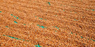 Ordu’nun Meşhur Yemekleri Ordu Fındık