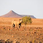 Desert Rhino Camp, Namibya