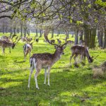 Phoenix Park, Dublin, İrlanda