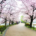 Ueno Parkı, Tokyo, Japonya