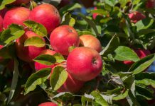 Amasya’da Nerede Ne Yenir? Amasya Elması