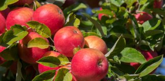 Amasya’da Nerede Ne Yenir? Amasya Elması