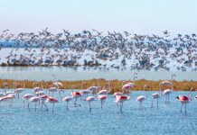 Türkiye’nin En Büyük Gölleri Manyas Kuş Gölü