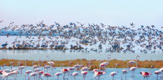 Türkiye’nin En Büyük Gölleri Manyas Kuş Gölü