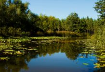 Sakarya’da Gezilecek Yerler Acarlar Longozu Sakarya