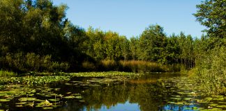 Sakarya’da Gezilecek Yerler Acarlar Longozu Sakarya