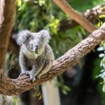 Taronga Hayvanat Bahçesi