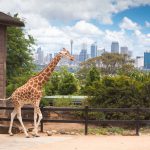 Taronga Hayvanat Bahçesi