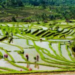 Jatiluwih Pirinç Terasları Bali