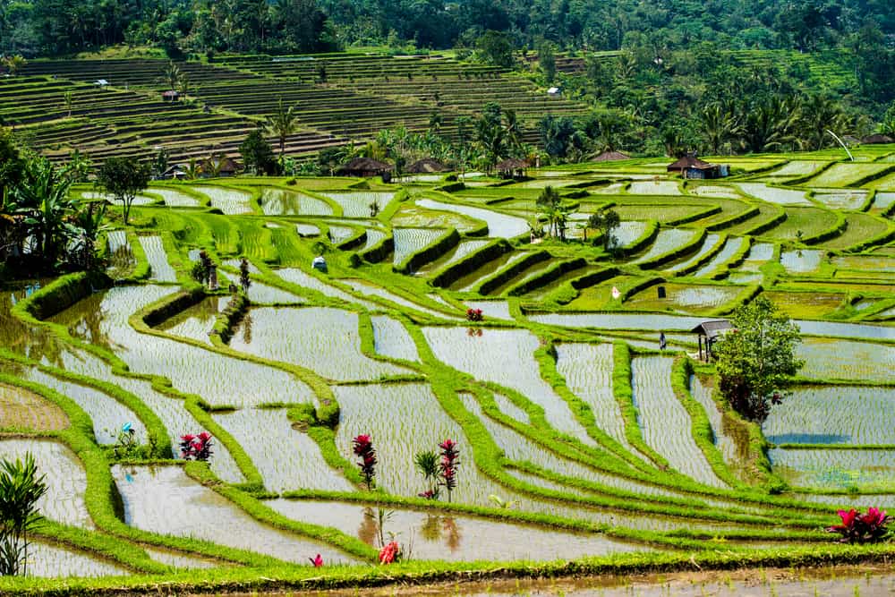 Jatiluwih Pirinç Terasları Bali