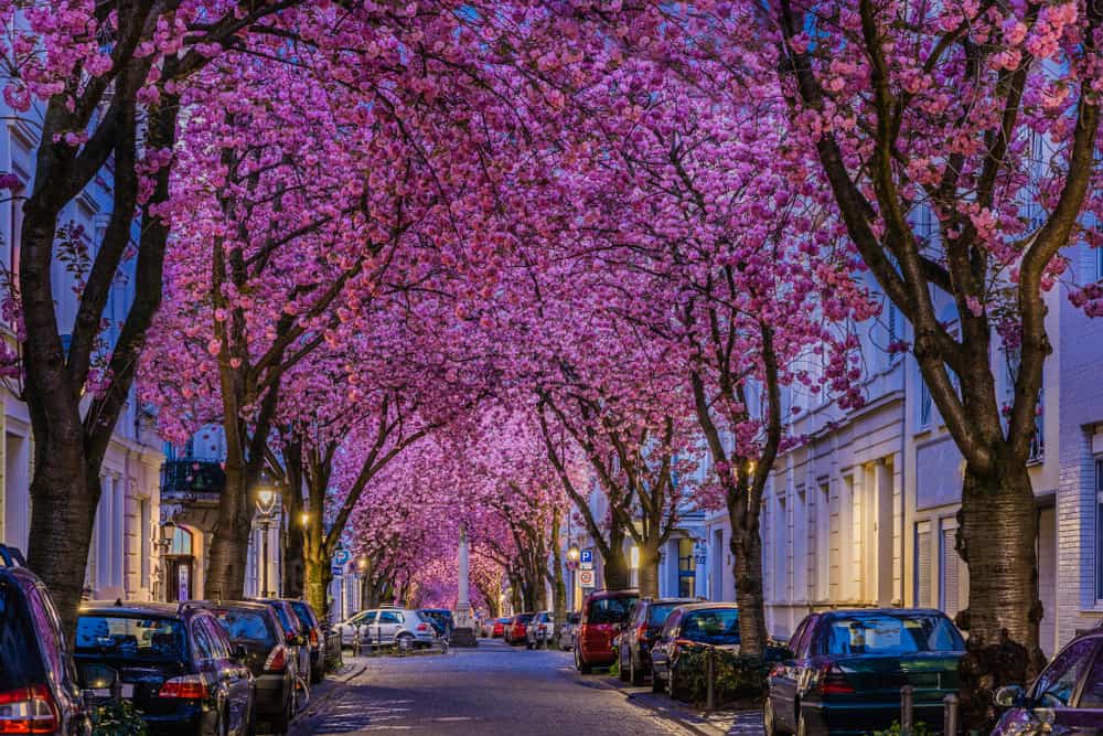 Kiraz Çiçeği Sokağı Bonn