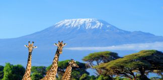 Kenya’da Gezilecek Şehirler Kenya Büyük Göç