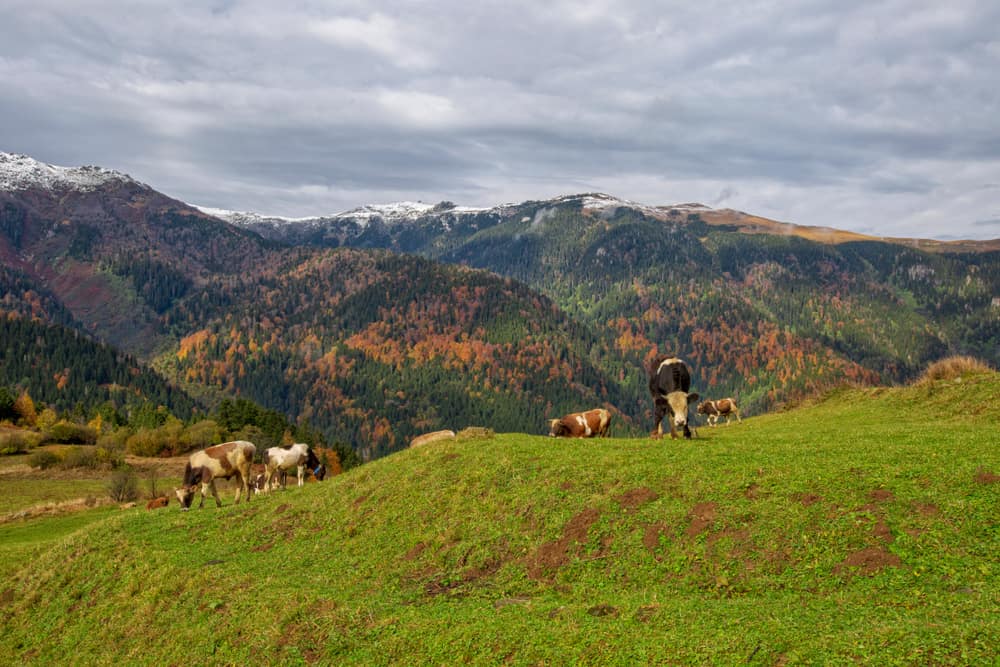 Çat Vadisi Rize
