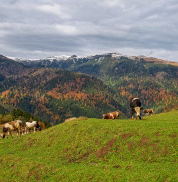 Rize’deki En Güzel Kamp Alanları Çat Vadisi Rize