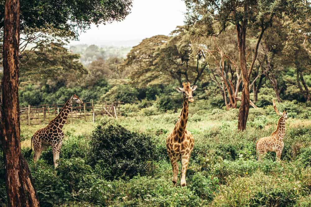 Nairobi Ulusal Parkı