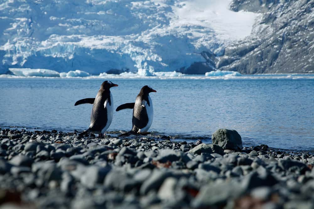 Antarktika Kıtası Penguenler