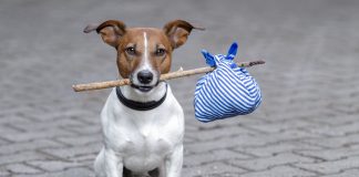 Evcil Hayvanlar Artık Otobüslerde de Taşınabilecek! Evcil Hayvan Otobüste Taşınır Mı? Köpek Yolculuk