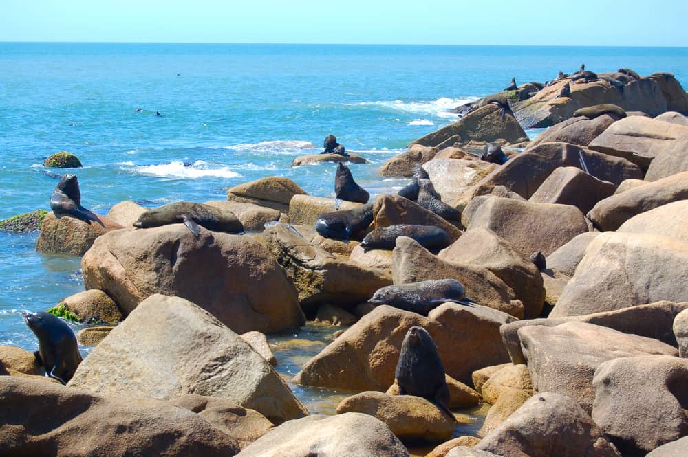 Deniz Aslanları Cabo Polonio Uruguay