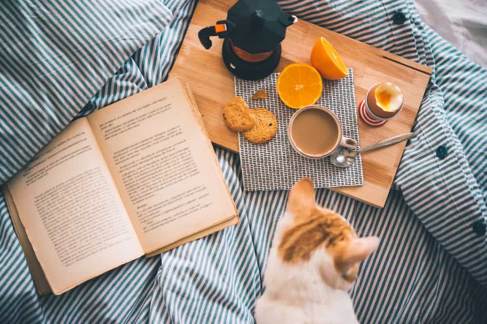 Kitap ve Kahvaltı & Kedi 